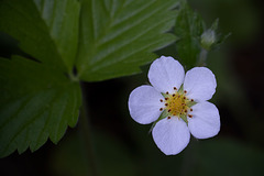 Wild Strawberry Blossom