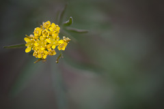 Golden Blossoms