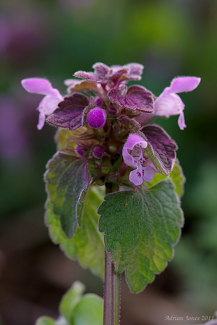 Red Dead Nettle.