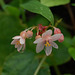 20070803-0353 Begonia crenata Dryand.