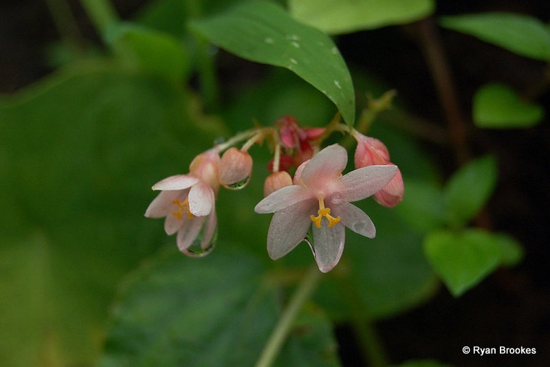 20070803-0353 Begonia crenata Dryand.