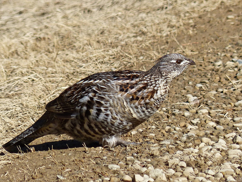 Ruffed Grouse female