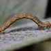 Geometrid Moth Caterpillar