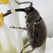 Weevil