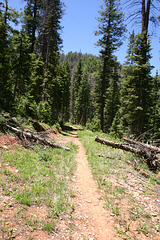 Navajo Lake Trail