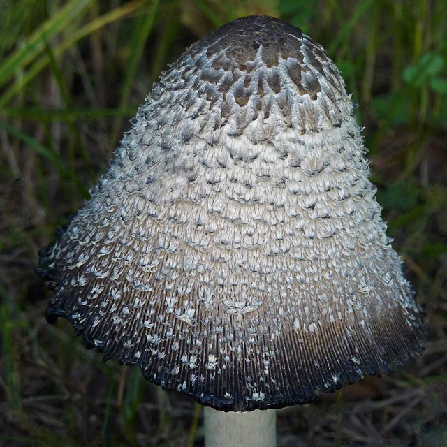 Shaggy Mane