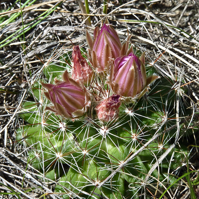 Ball Cactus