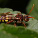 nomada_bee_001