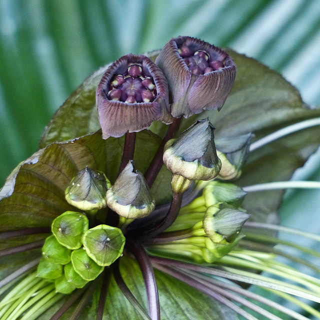 Black Batflower / Tacca chantrieri