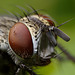 tachinid_fly_003