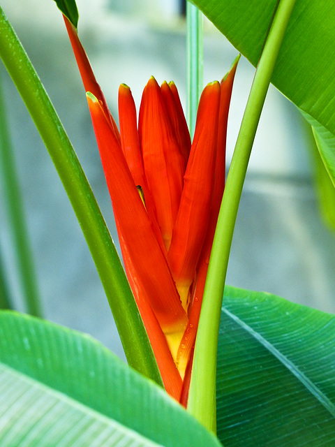 Scarlet Banana / Musa coccinea