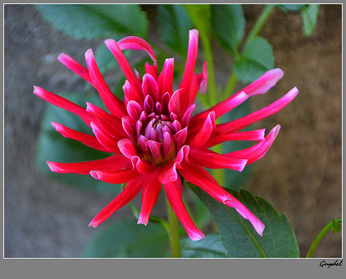 Jeune Dahlia 2013