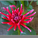 Jeune Dahlia 2013