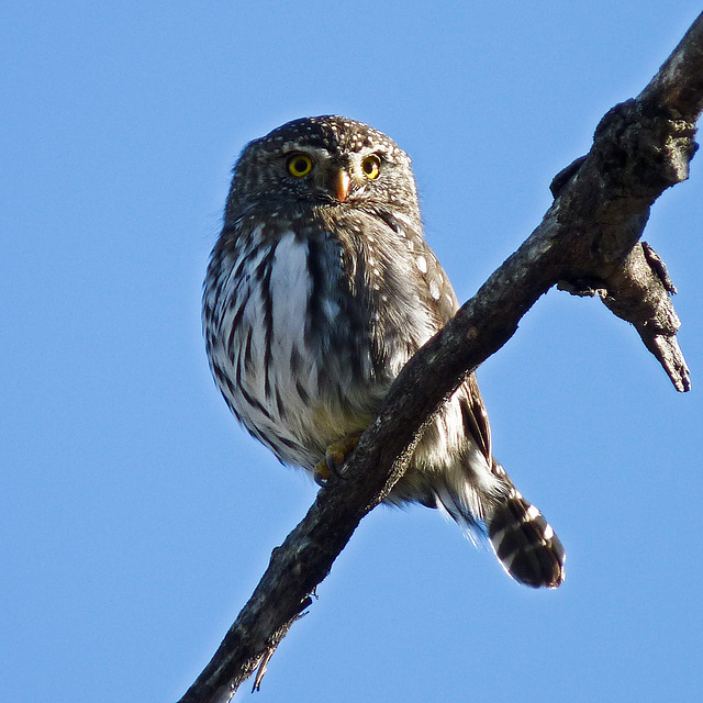 Northern Pygmy-owl