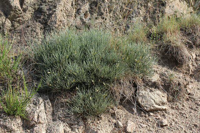 Cytisus oromediterraneus- Genêt purgatif (3)