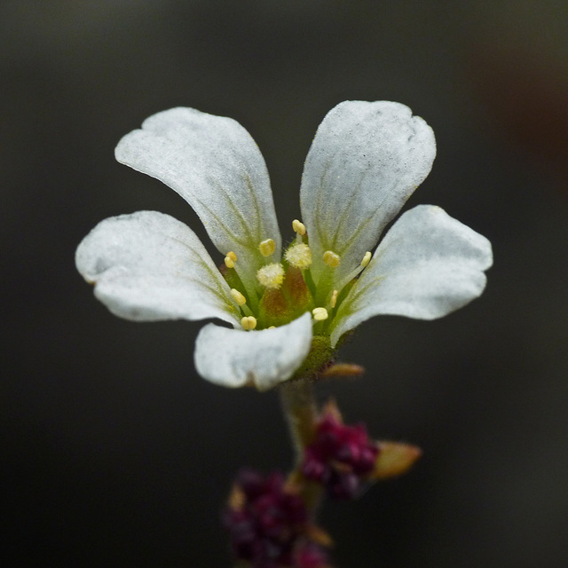 Bulblet Saxifrage / Saxifraga cernua