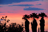 Three Palm Sunset