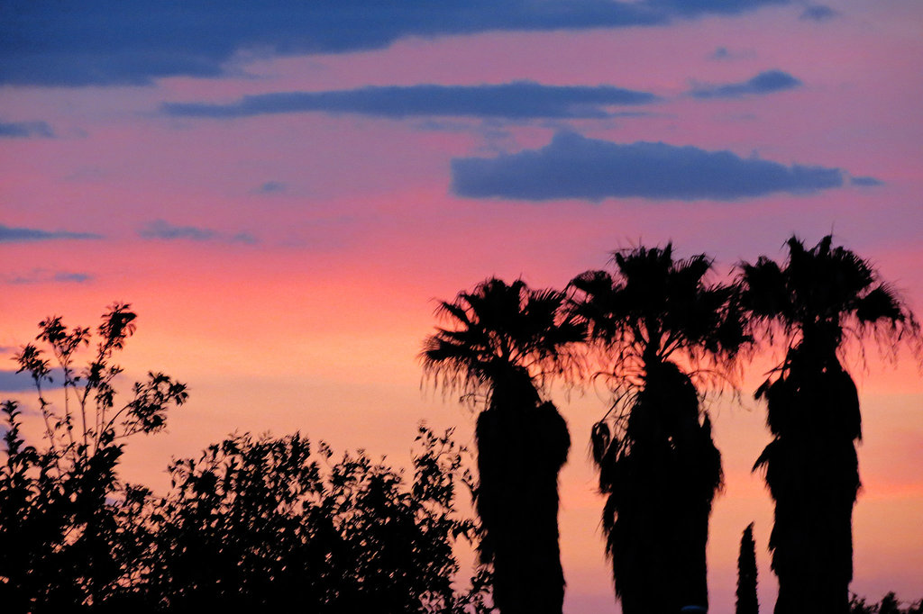 Three Palm Sunset