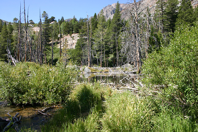 Beaver Pond, Lundy Canyon