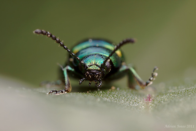 Dock Beetle.