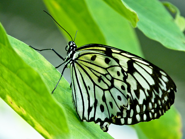 Paper Kite