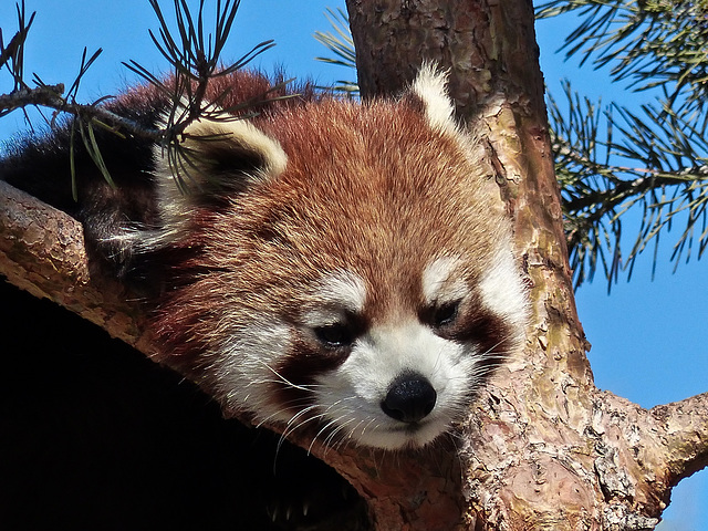 Little tree climber