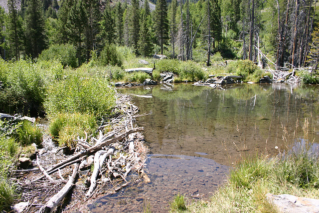 Beaver Pond, Lundy Canyon