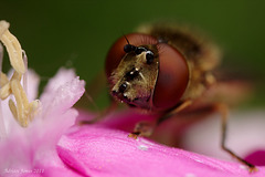 hoverfly_001