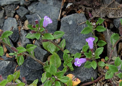 Clinopodium acinos (3)