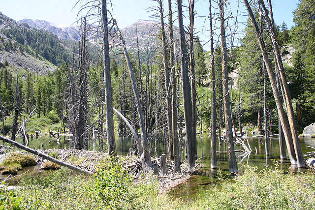 Beaver Pond, Lundy Canyon