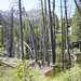 Beaver Pond, Lundy Canyon