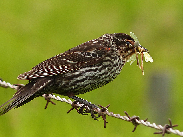 A beakful of bugs