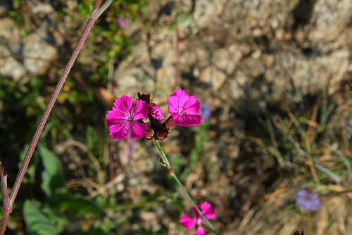 Dianthus carthusianorum-Oeillet des Chartreux