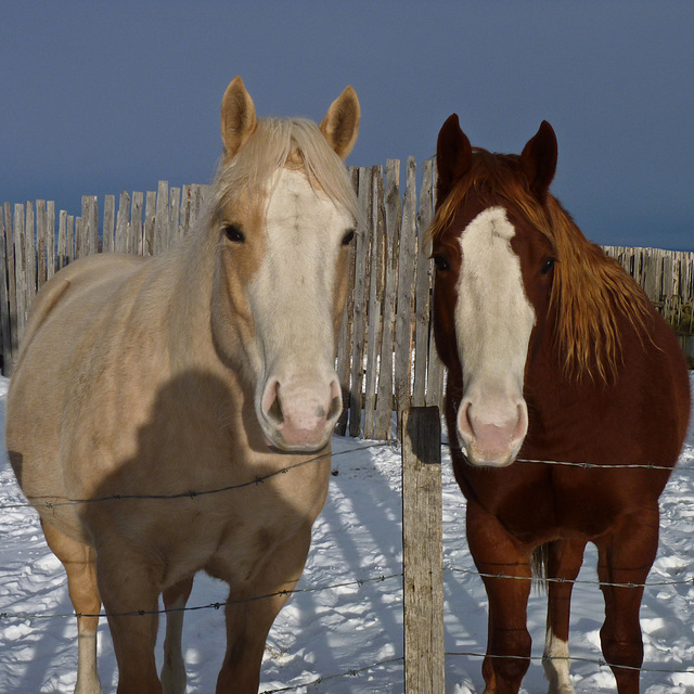 Friendly faces