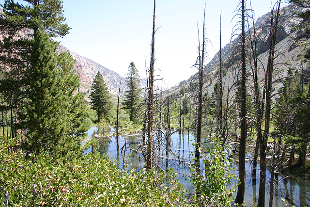 Beaver Pond, Lundy Canyon