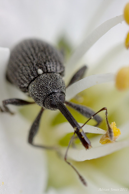 Weevil