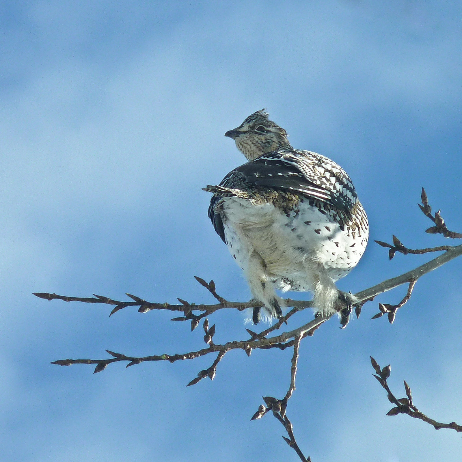 Sharp-tailed Grouse