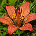 Rain-drenched Western Wood Lily