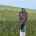 Swainson's Hawk