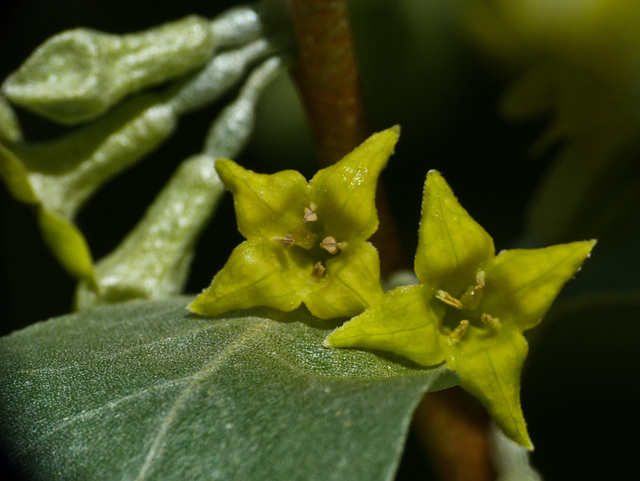 Wolf Willow