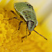 shieldbug_nymph_001