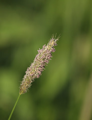 Timothy Grass (Phleum pratense ssp pratense)