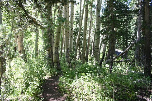 In Lundy Canyon