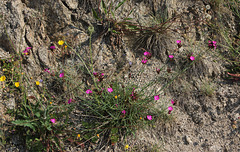 Dianthus carthusianorum-Oeillet des Chartreux (2)