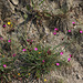 Dianthus carthusianorum-Oeillet des Chartreux (2)