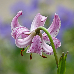 Bowing its head