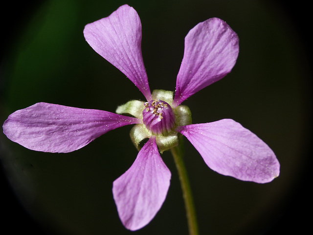 Dwarf Raspberry / Rubus arcticus