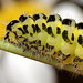 Burnet Moth Caterpillar.