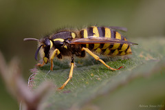 Queen Wasp.