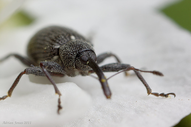 Weevil